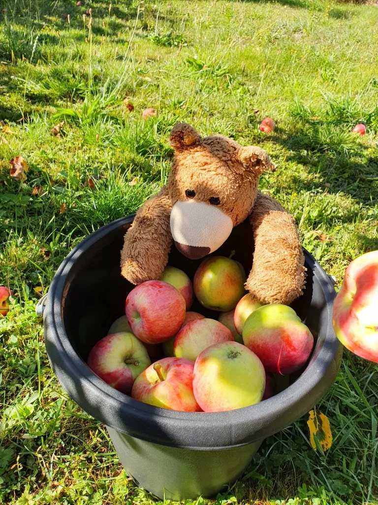 Der Bär hat einen ganzen Eimer voller Äpfel gesammelt!