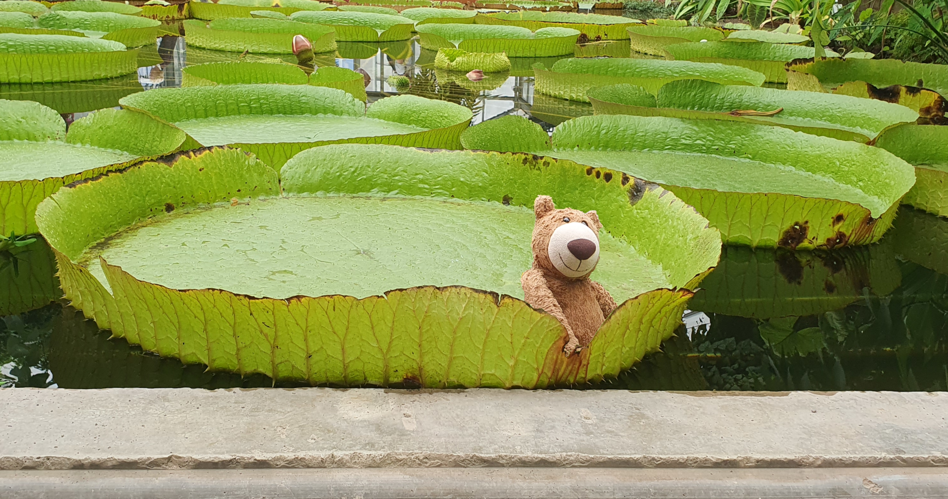 Der Bär fährt Boot auf einem Blatt! Aber das war geschummelt, der Marcel hat Bildbearbeitung benutzt.