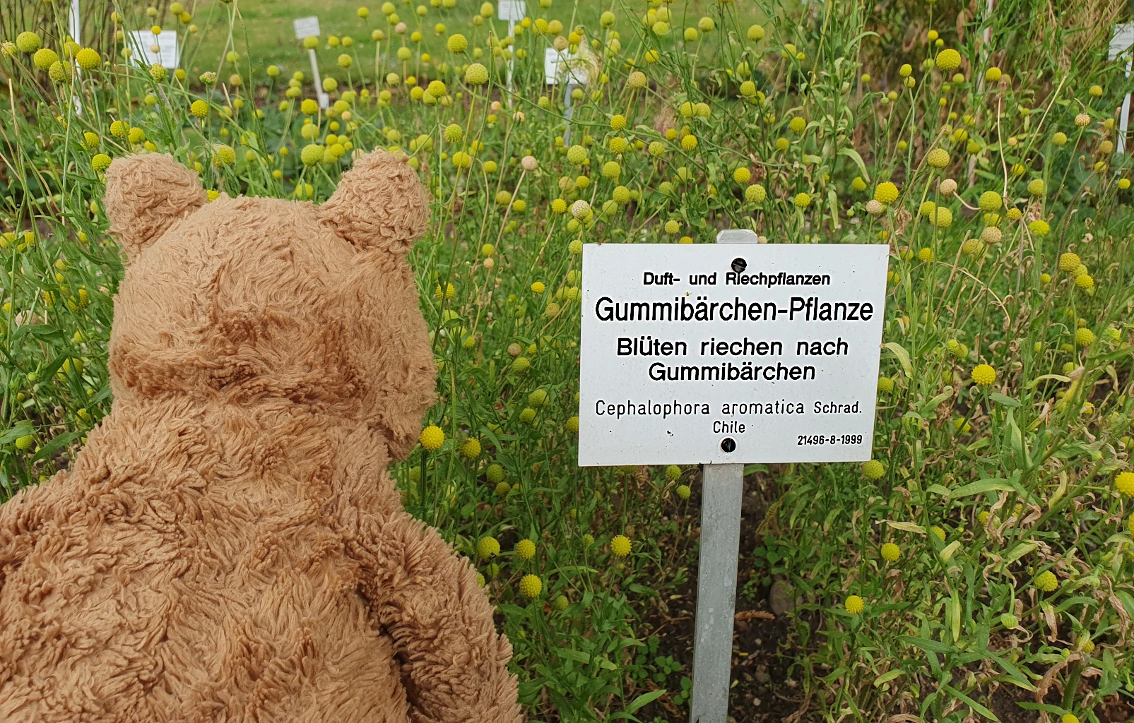 Pflanzen, die nach Gummibärchen riechen gibt es hier...