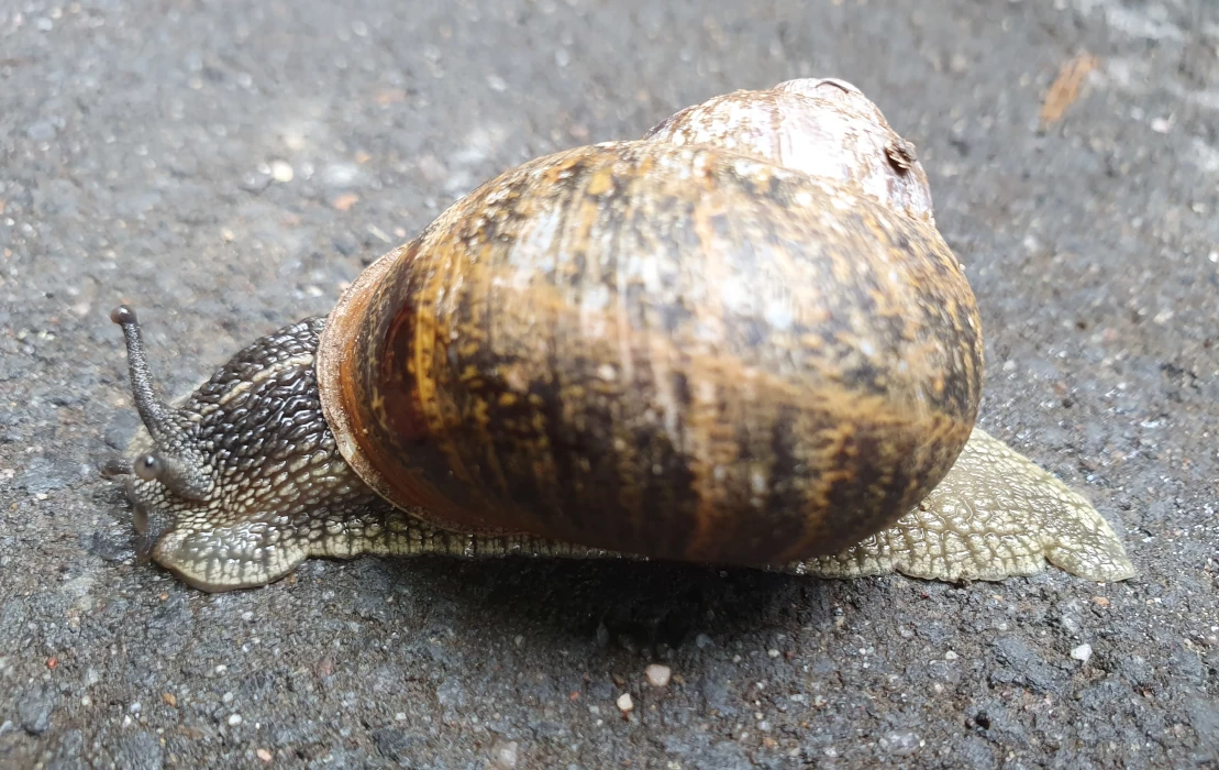 Eine Schnecke, die mit einem Auge in die Kamera kuckt.